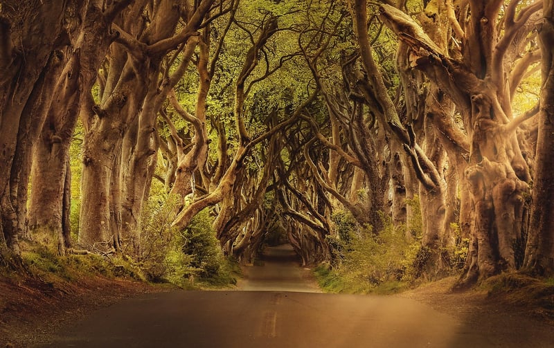 The Dark Hedges, Northern Ireland